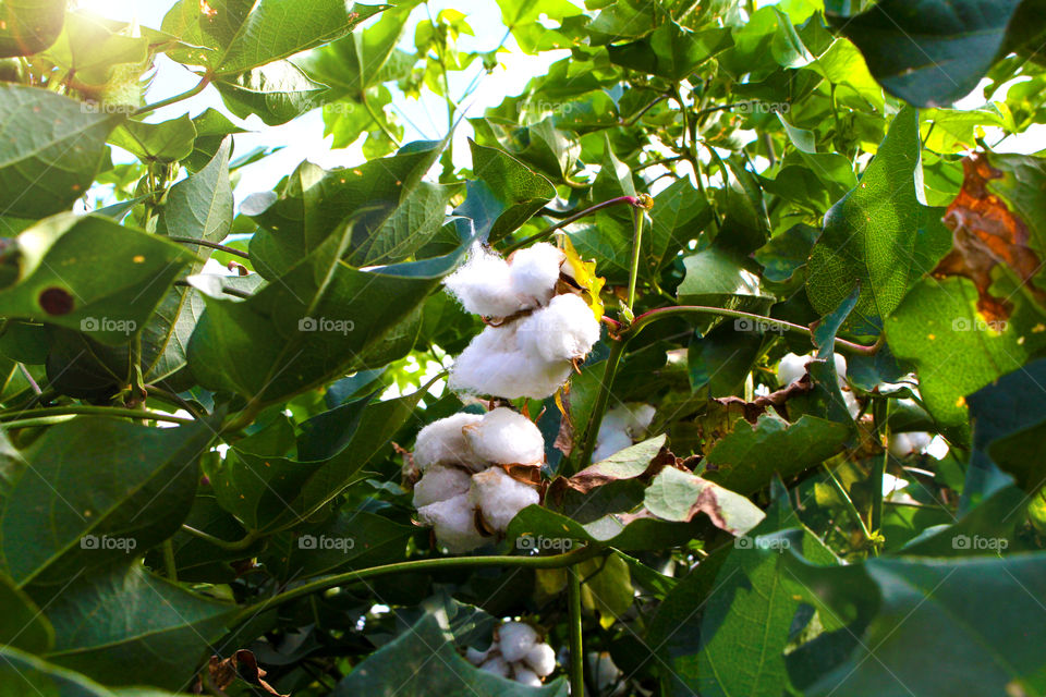 Cotton Season