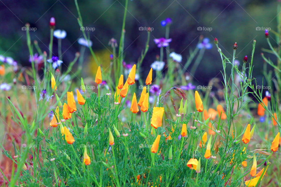 Beautiful mountain wildflowers on a lovely spring day. There was fog rolling across the mountain so the orange California poppies were closed as they do at night to protect themselves against the cold. There are droplets on the flowers from the dew.