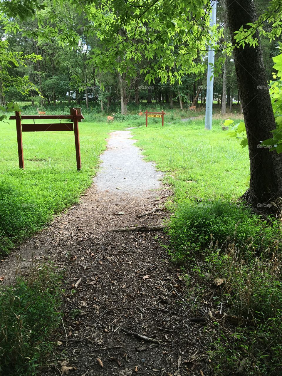 Path at state park 