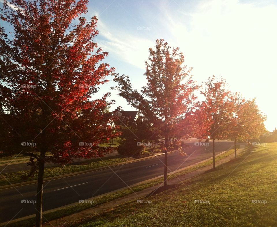 Nothing like sunshine can make Autumn leaves even more beautiful