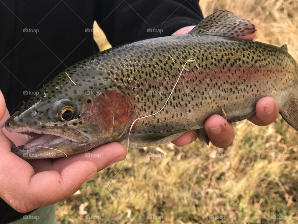 Trout fishing 