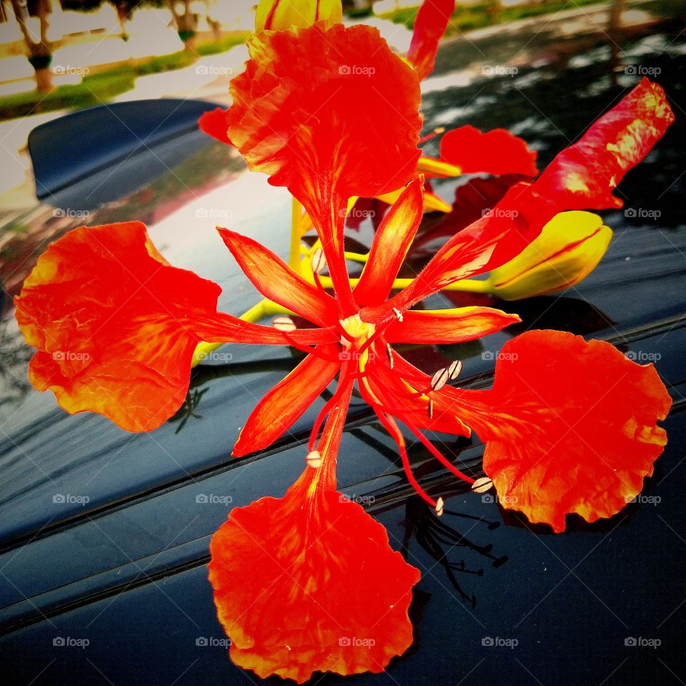 Gulmohar is a flamboyant tree in flower- some says the world's most colorful tree.