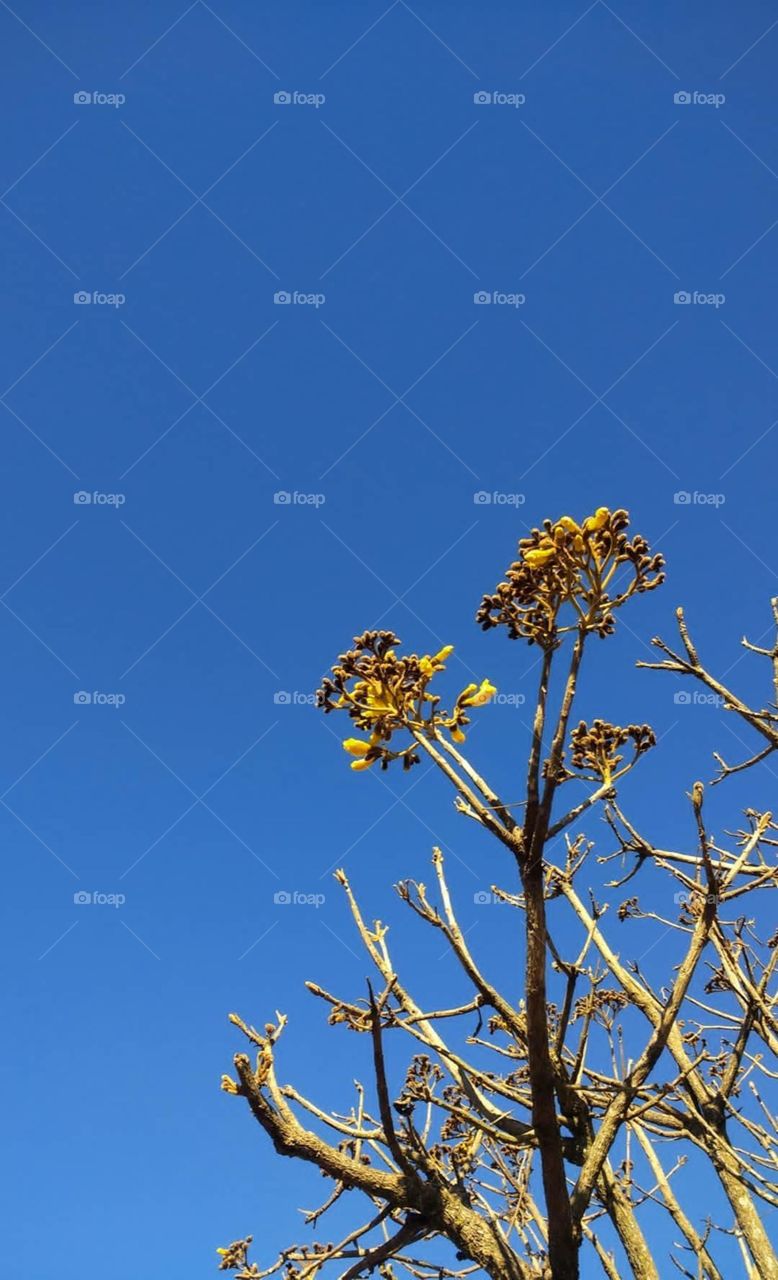 Beautiful yellow flowers on tree with little green vegetation