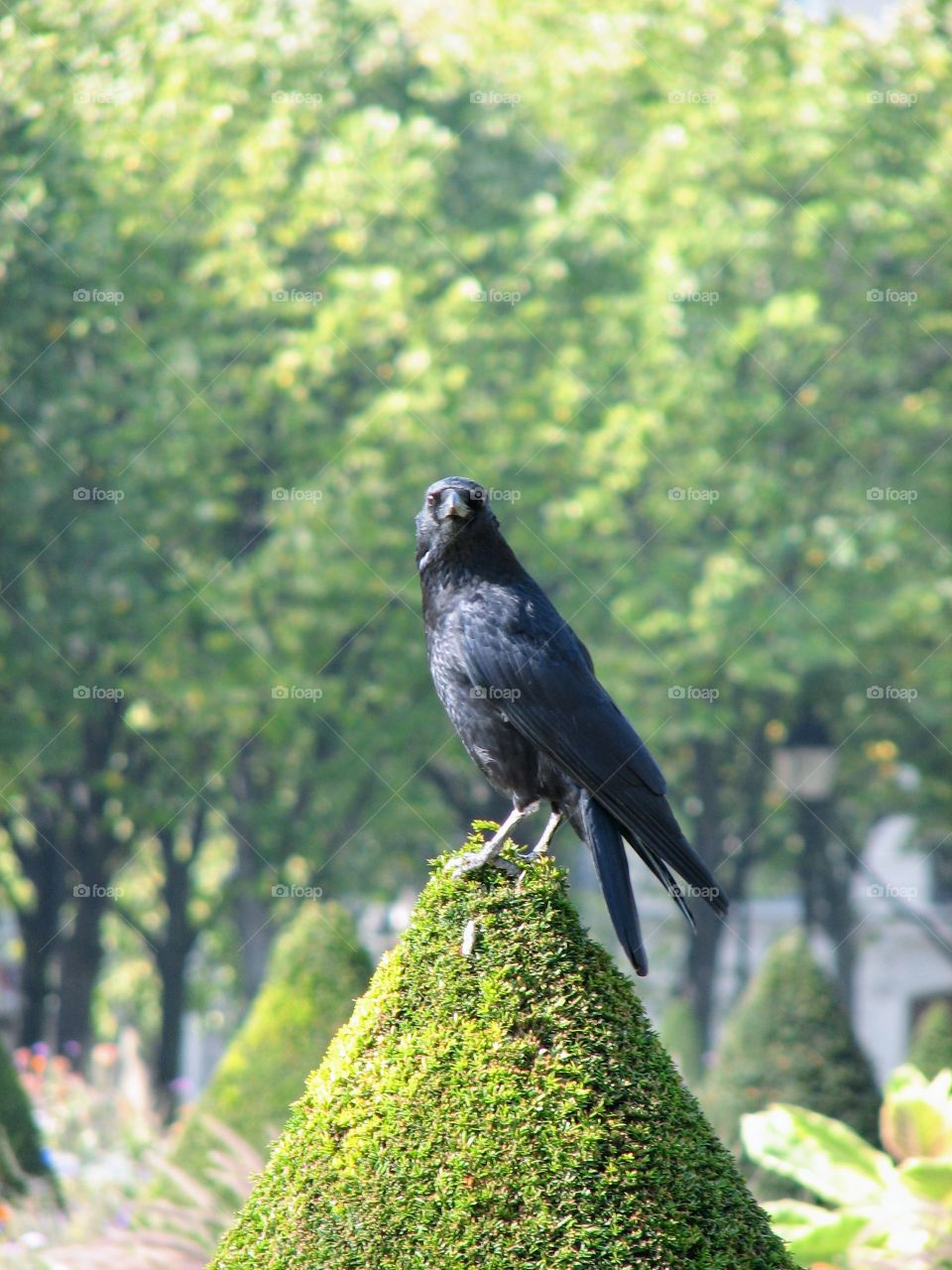 old raven