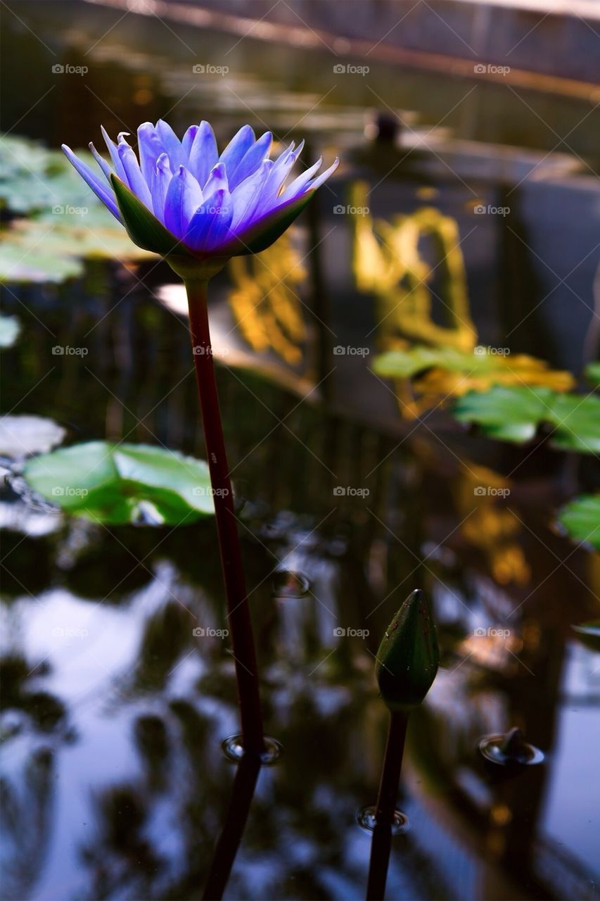 Water lily