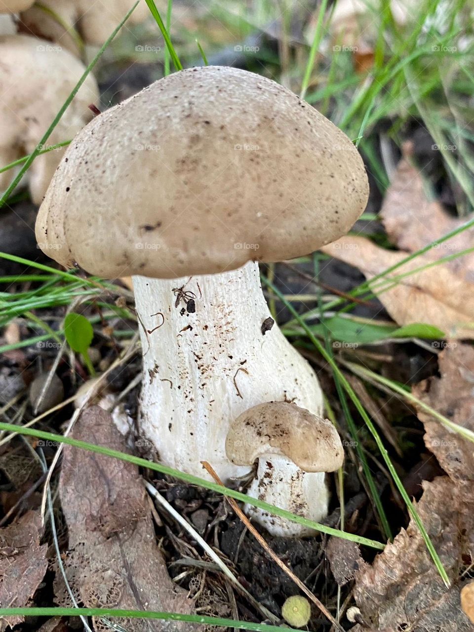 mushrooms of different sizes in the forest