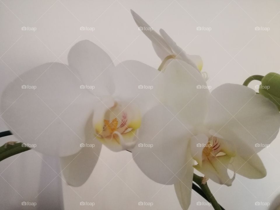 My white orchidea. Very nice indeed