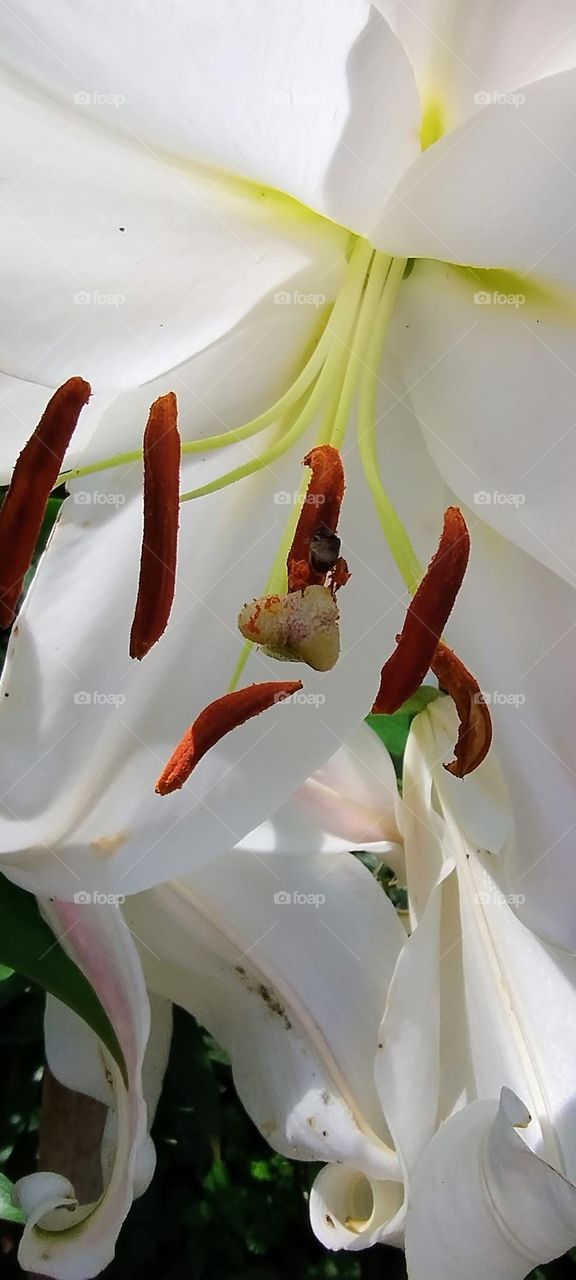 magnificent white lily