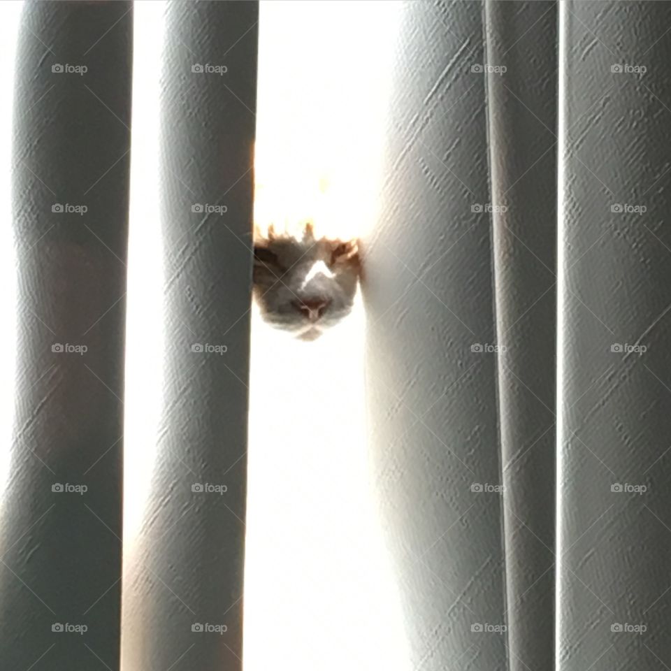 Kitty starting Halloween early. Boo. Oliver is practicing for Halloween. 
