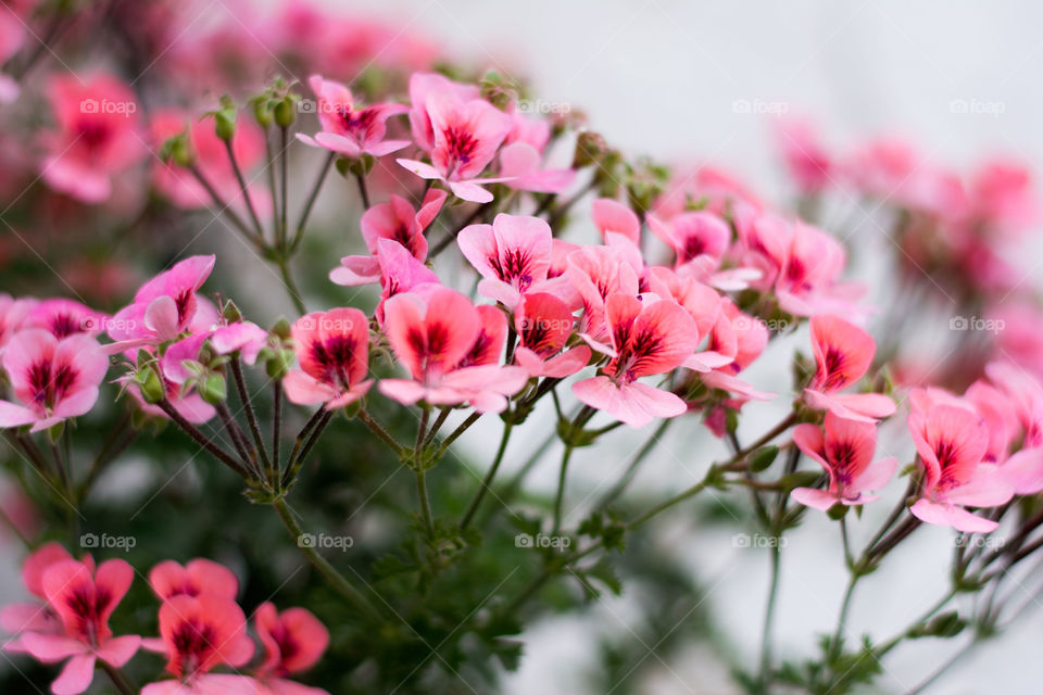 english geranium flowers. pink english geranium flowers in garden