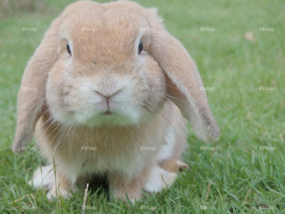Rabbit on the grass