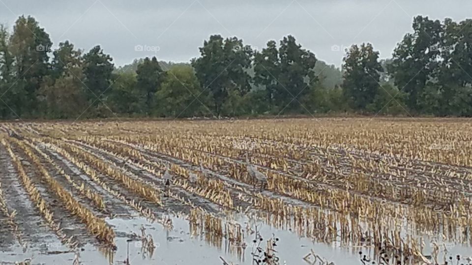 Cranes in Rain soaked fields