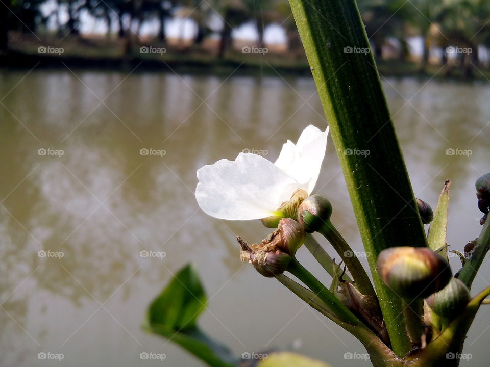 pond side nice white flower
location : Dhaka,  Bangladesh