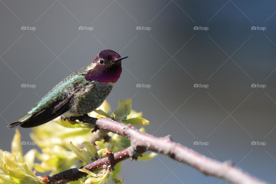 Hummingbird on a branch in spring 