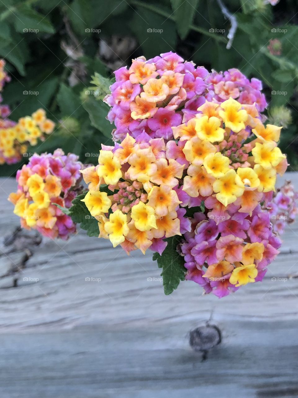 Lantana in Bloom