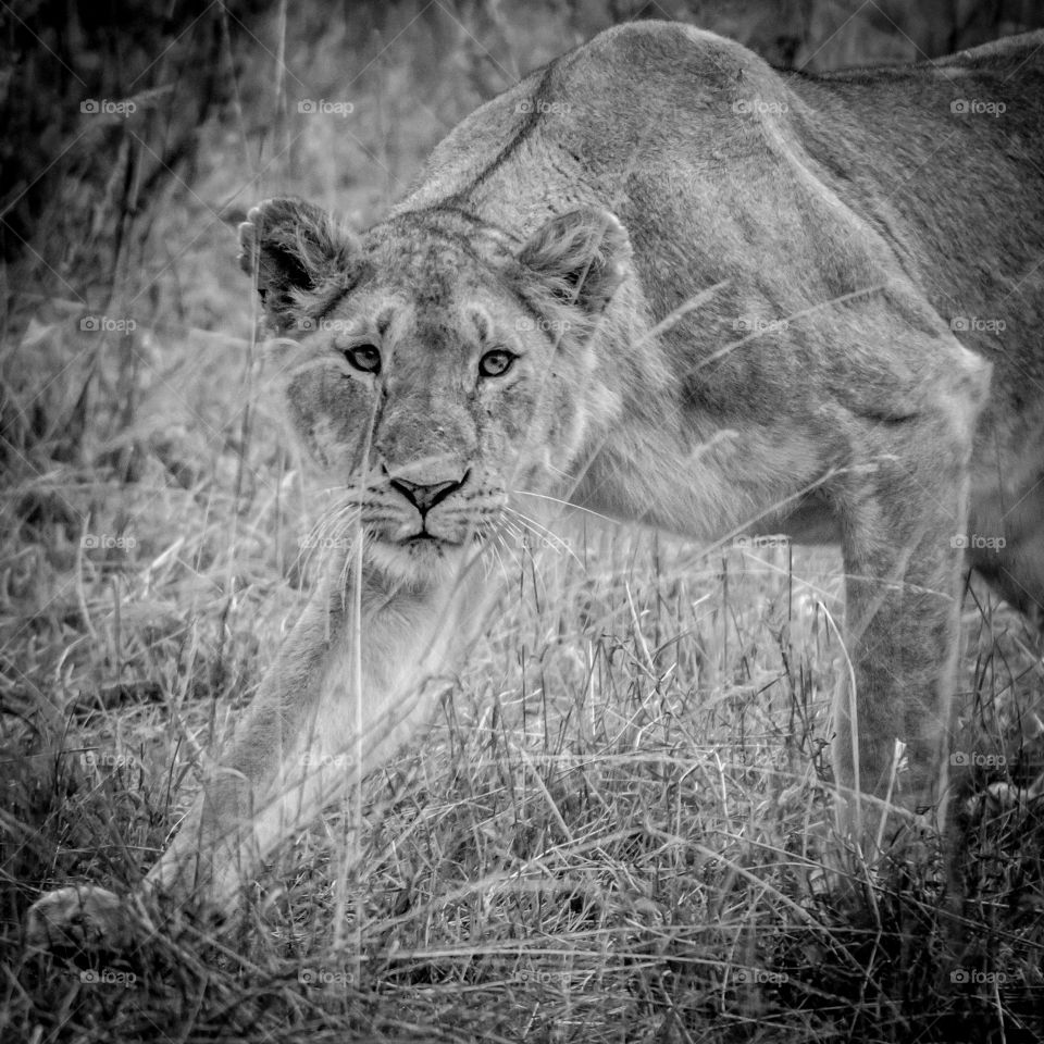 Lioness Hunting - Panthera Leo