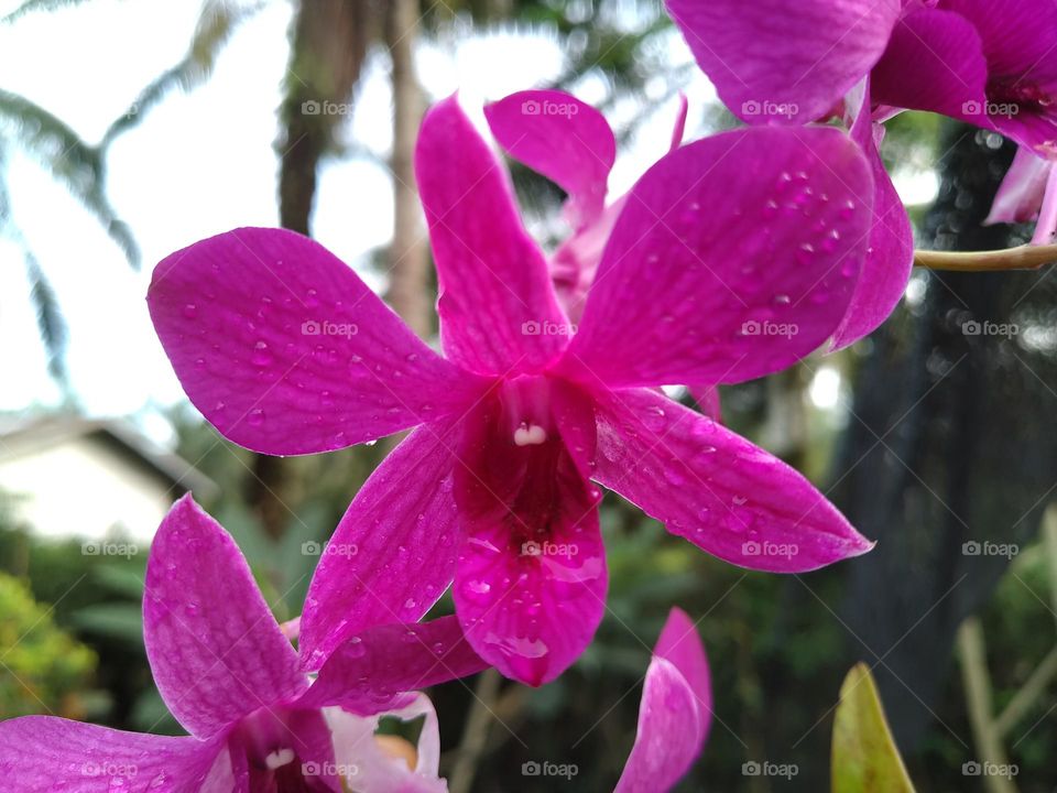 Pink orchid flowers