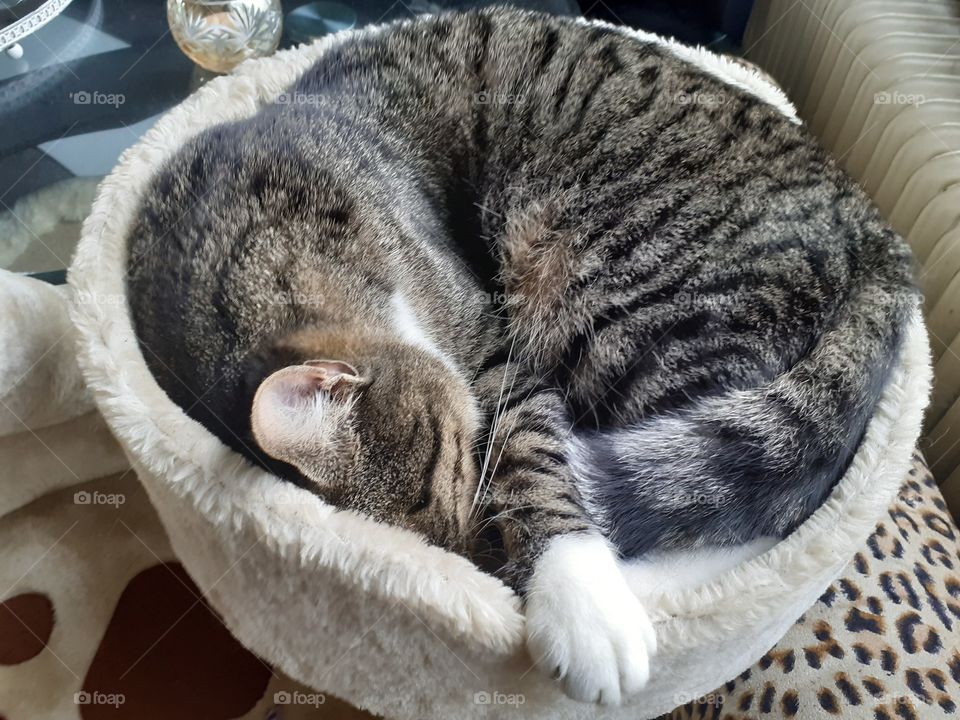 cat is sleep mode at home