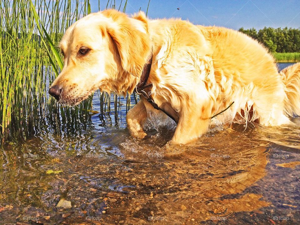 Bathing dog