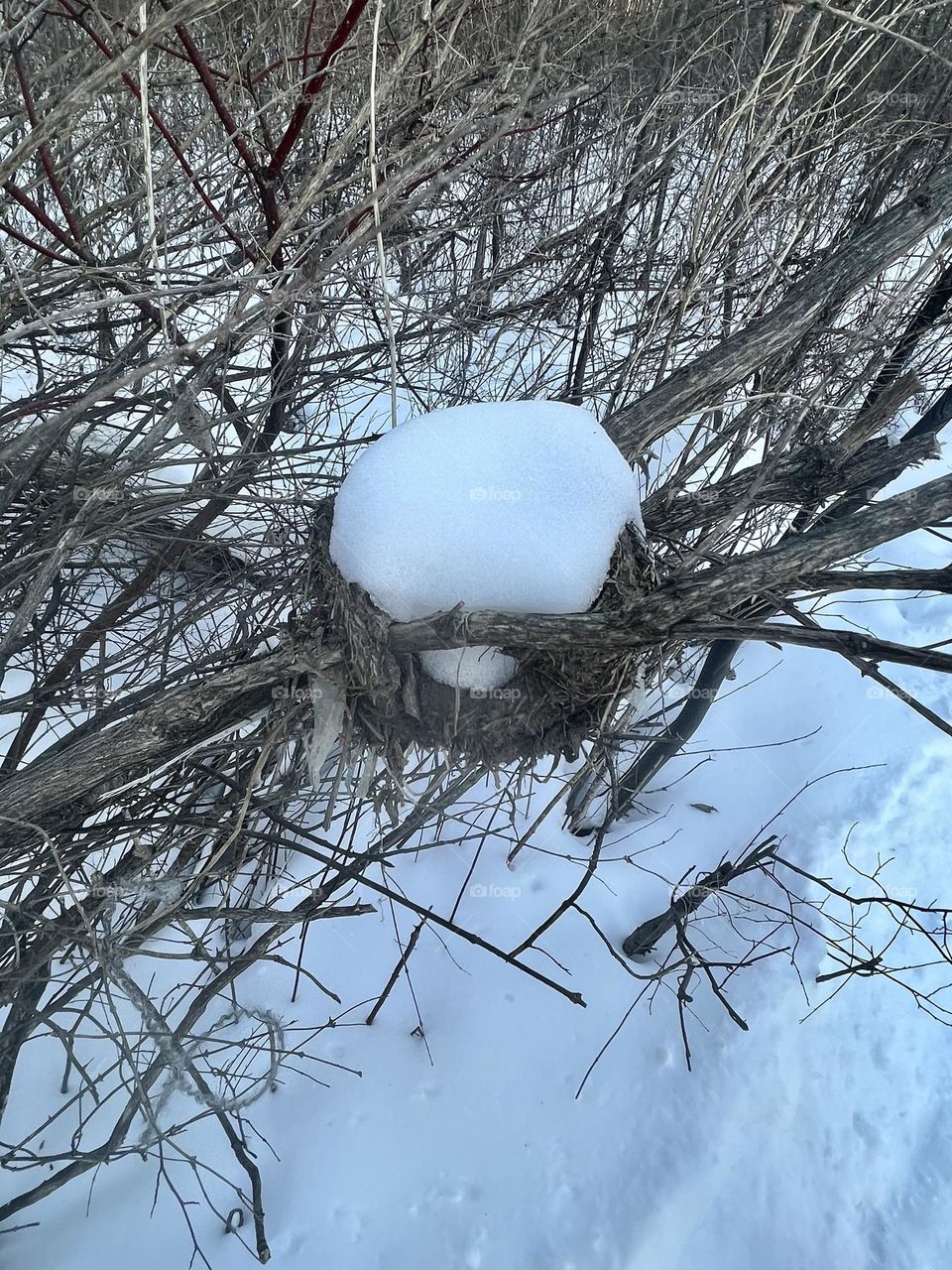 Abandoned bird nest 🪹