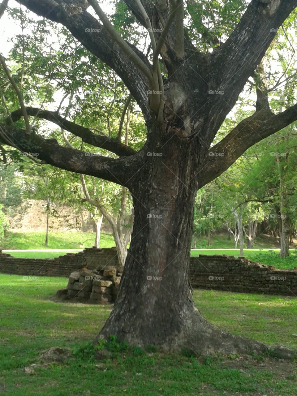 tree. tree