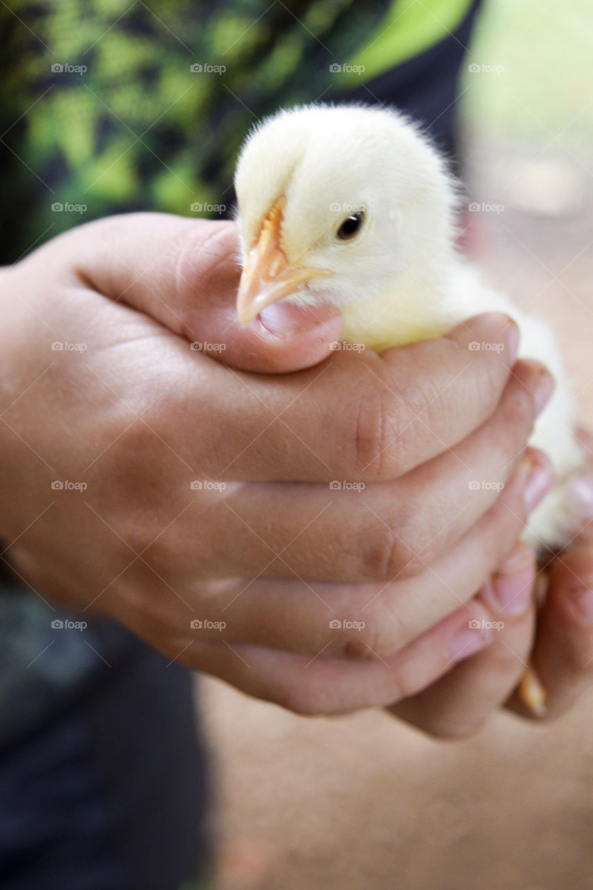 A Baby Chick in a Child’s Hands