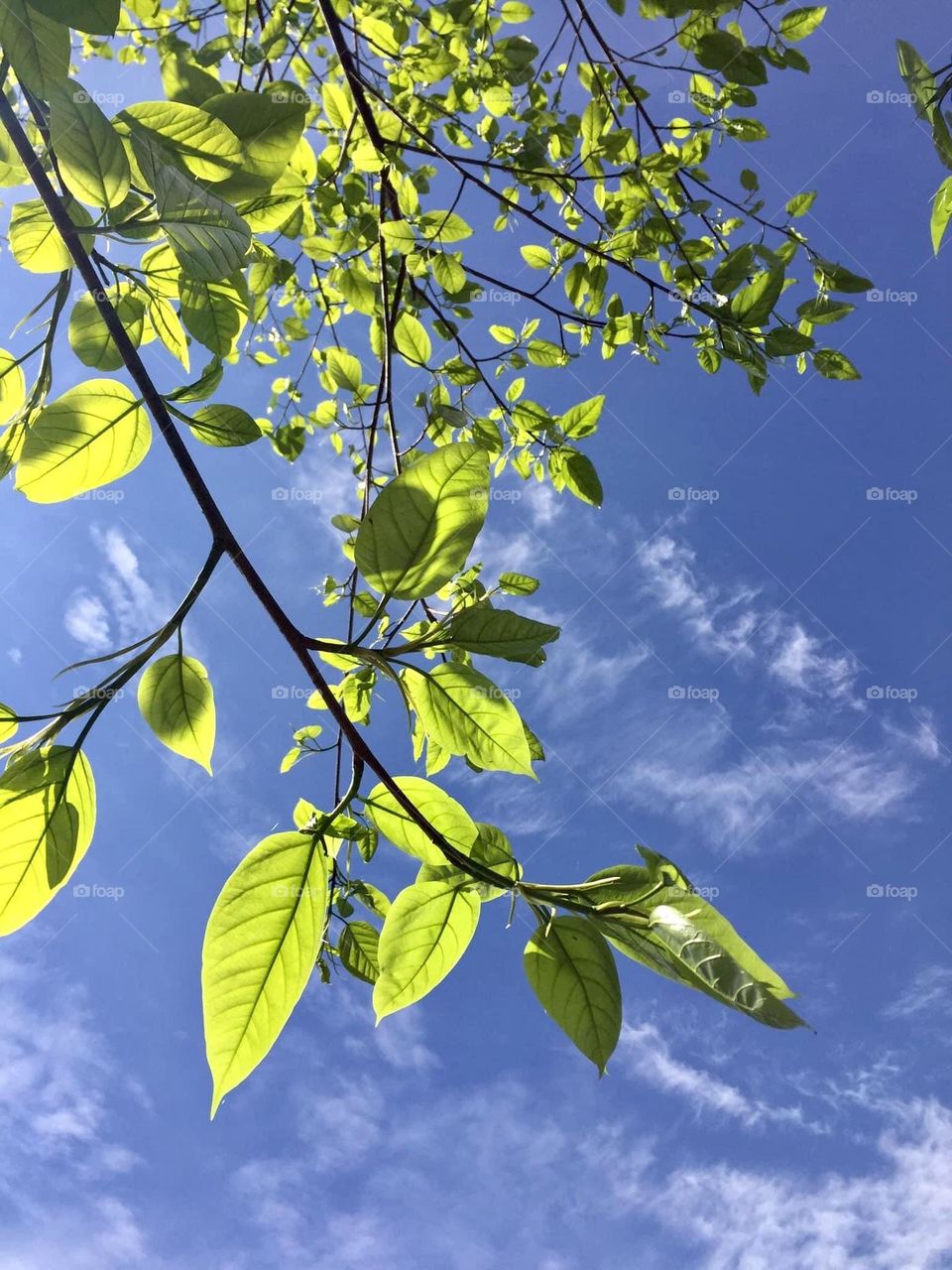 A tree with a new sets of newly leaves.