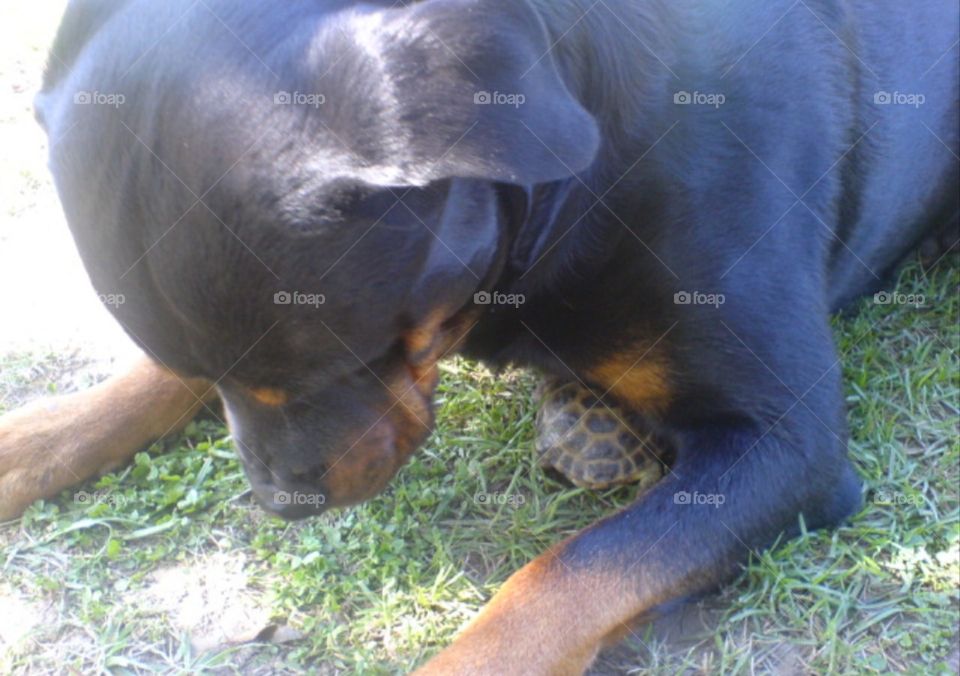 Rottweiler dog and turtle.
