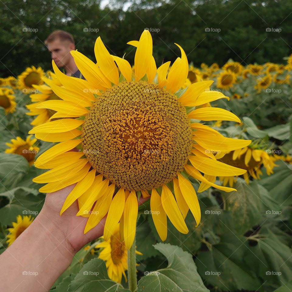 sunflowers