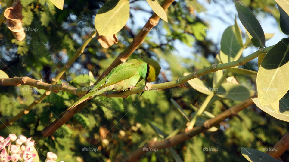 Green#bird