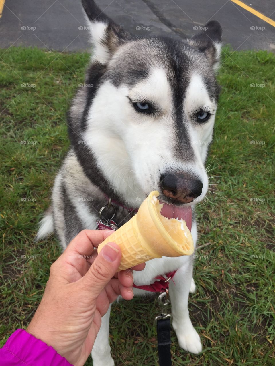 Person feeding ice cream cone to dog