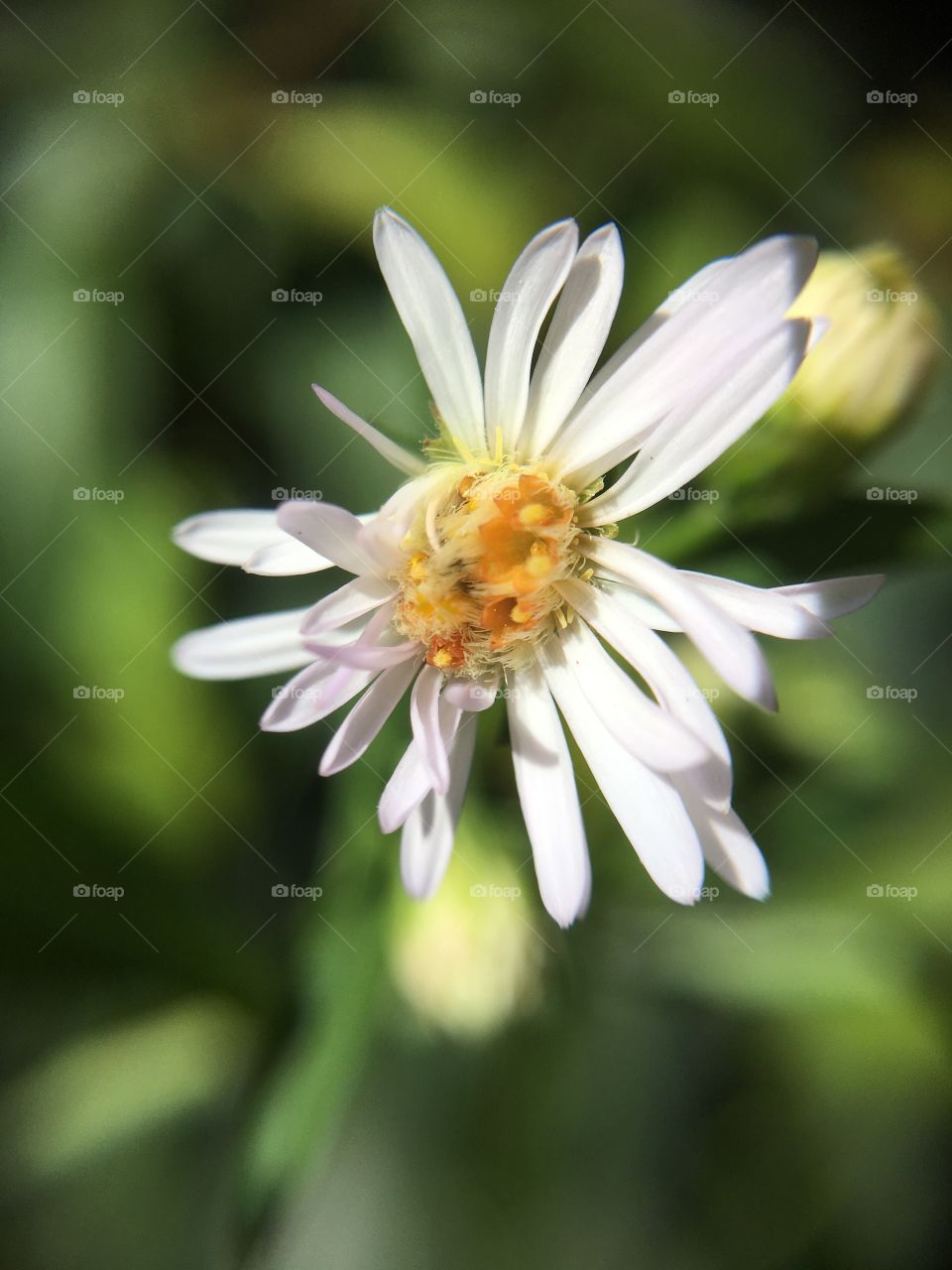 White flower closeup 