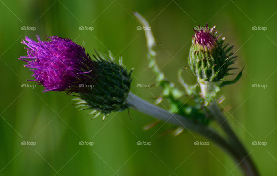 Thistle flower closeup