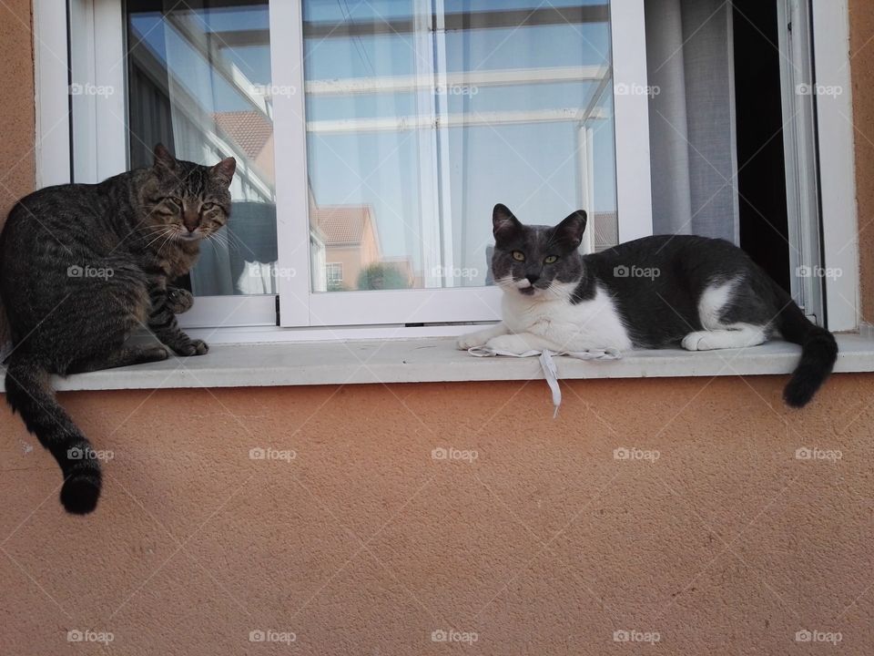 cats on the window