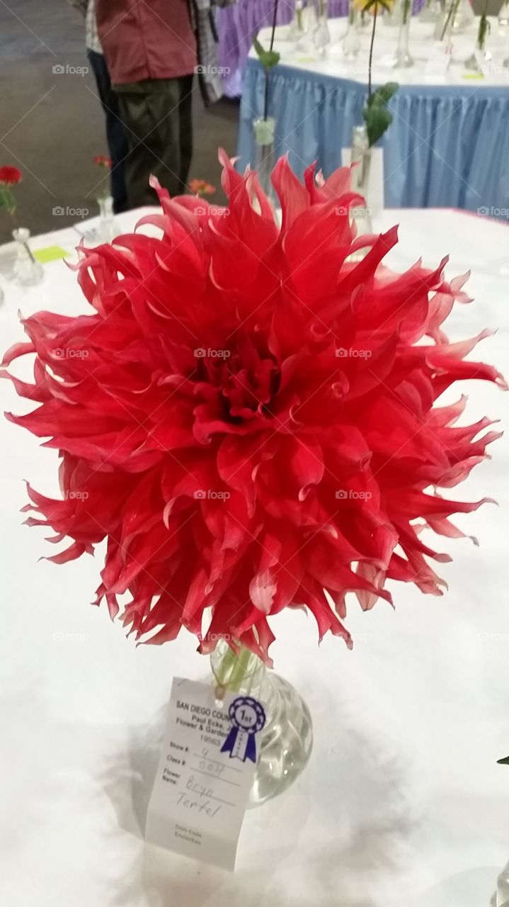 Firey  Red Dalia