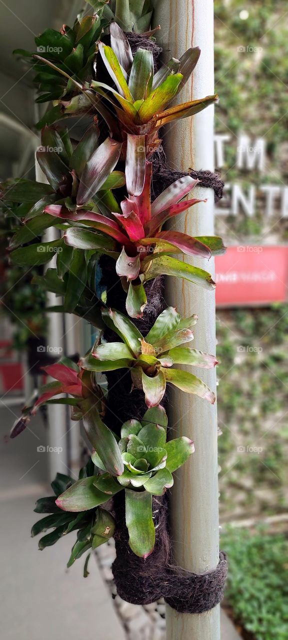 Neoregelia Fireball