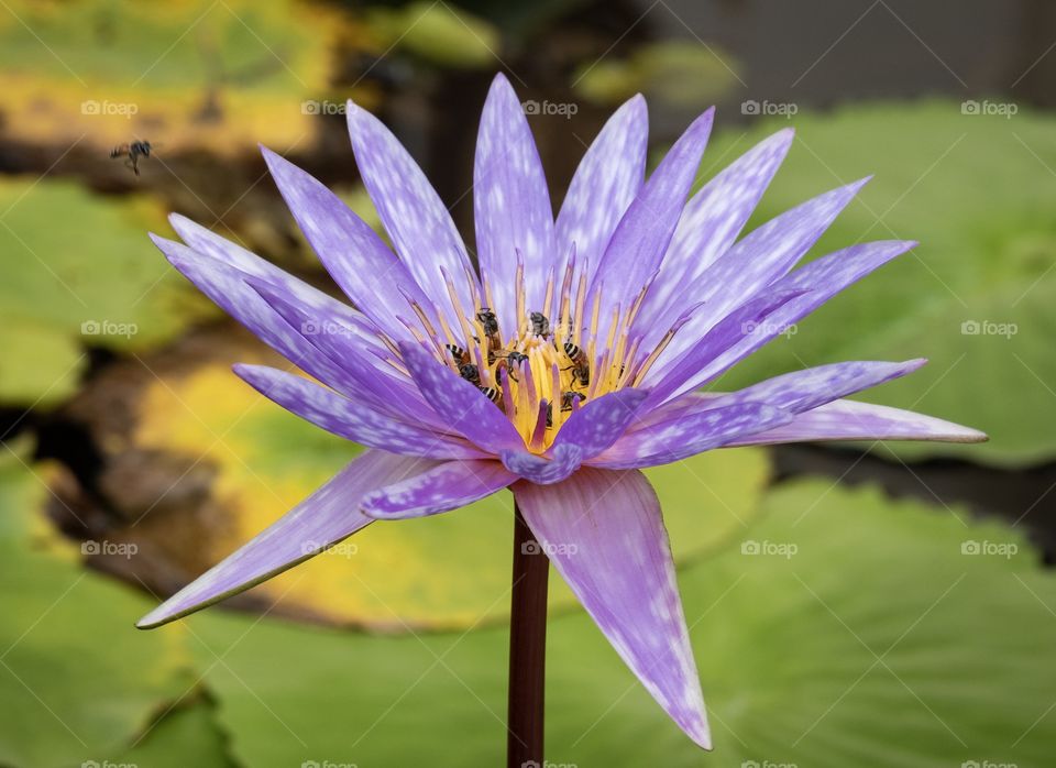 Bee are finding honey in the beautiful lotus