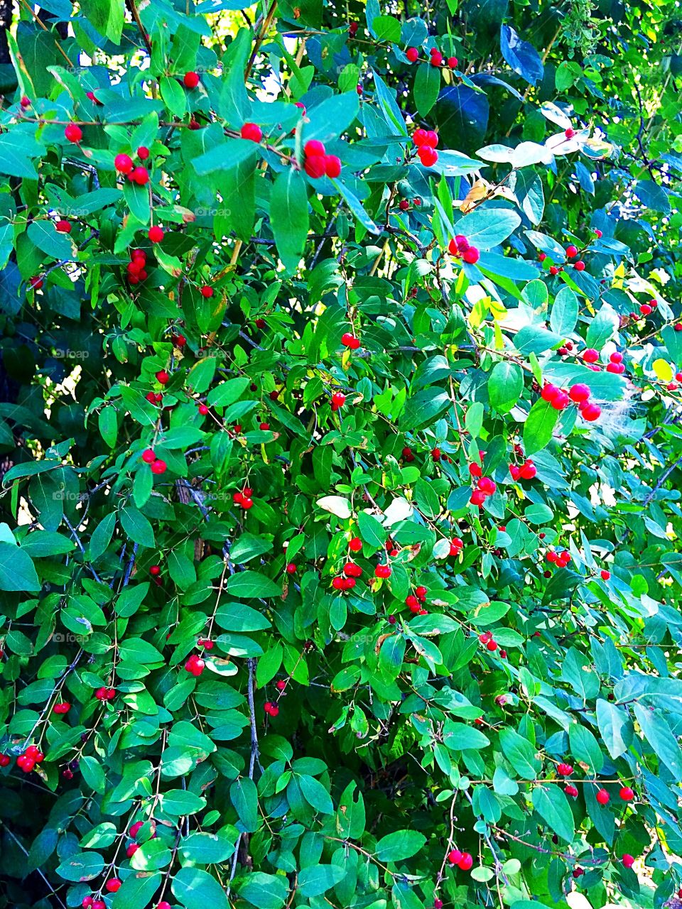 Red berry bush