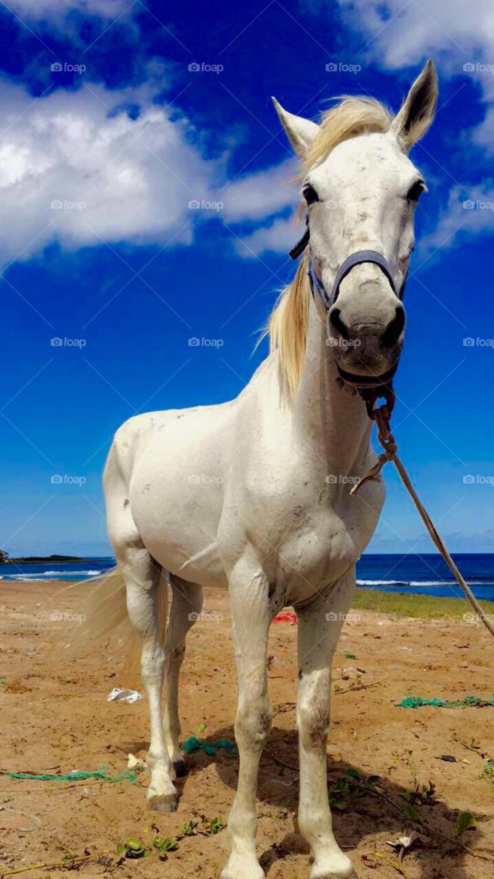 White horse standing on beach