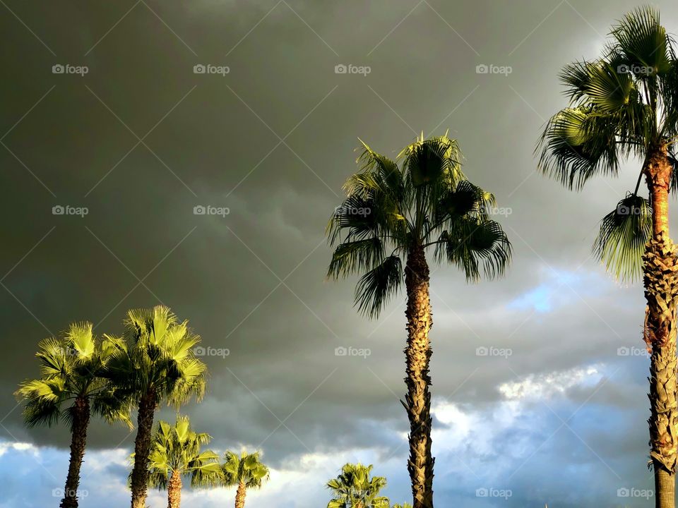 Palm Trees 