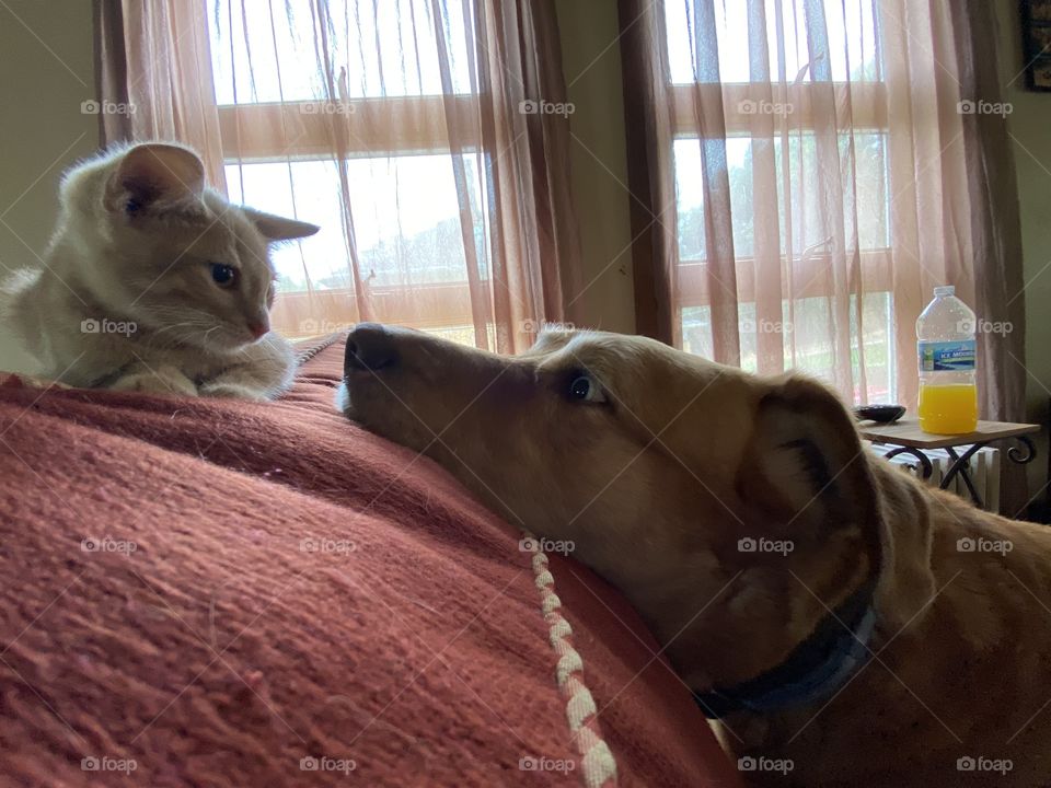 Cat and dog who are best friends 