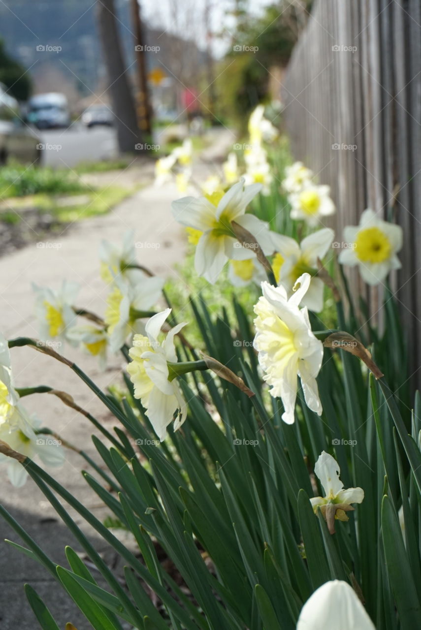 Beautiful flowers