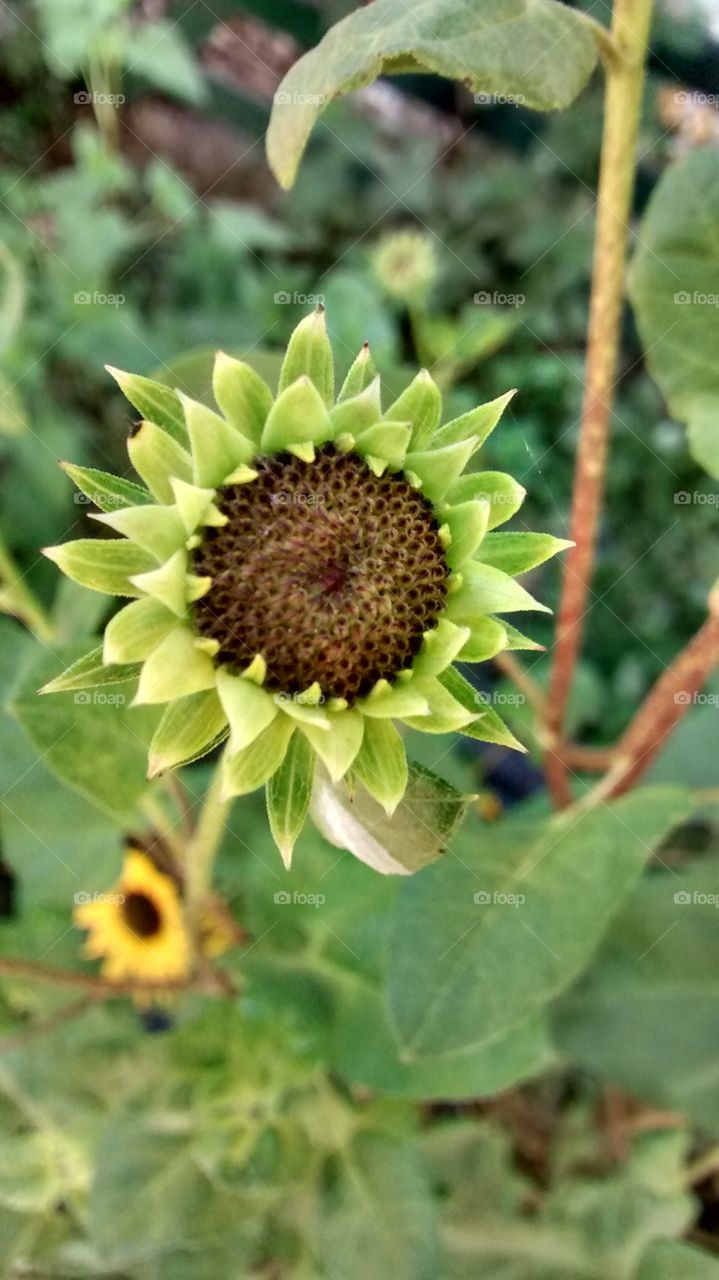 smollflower sungreen flower like green sun like