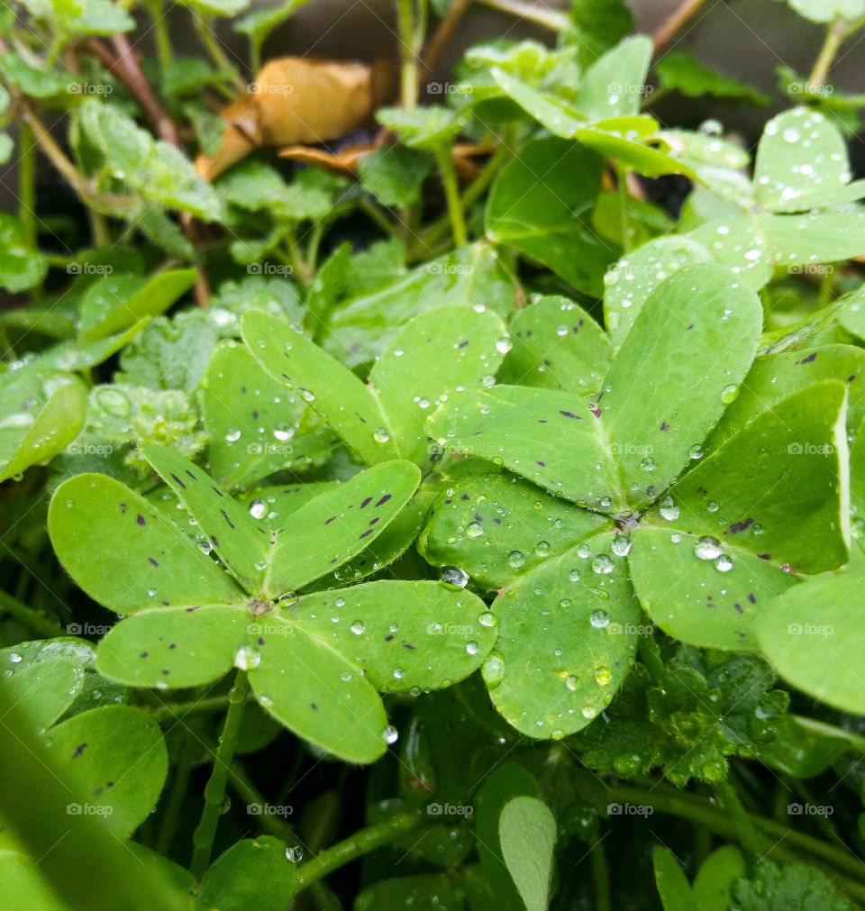 Green clove rainy day, garden drop macro by elvio