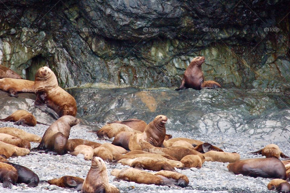 Seal Colony