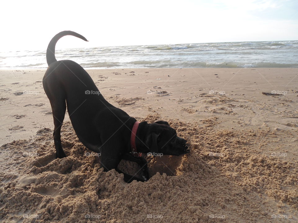 Bowser is a black lab who loves the beach!! This was taken at Lake Michigan 