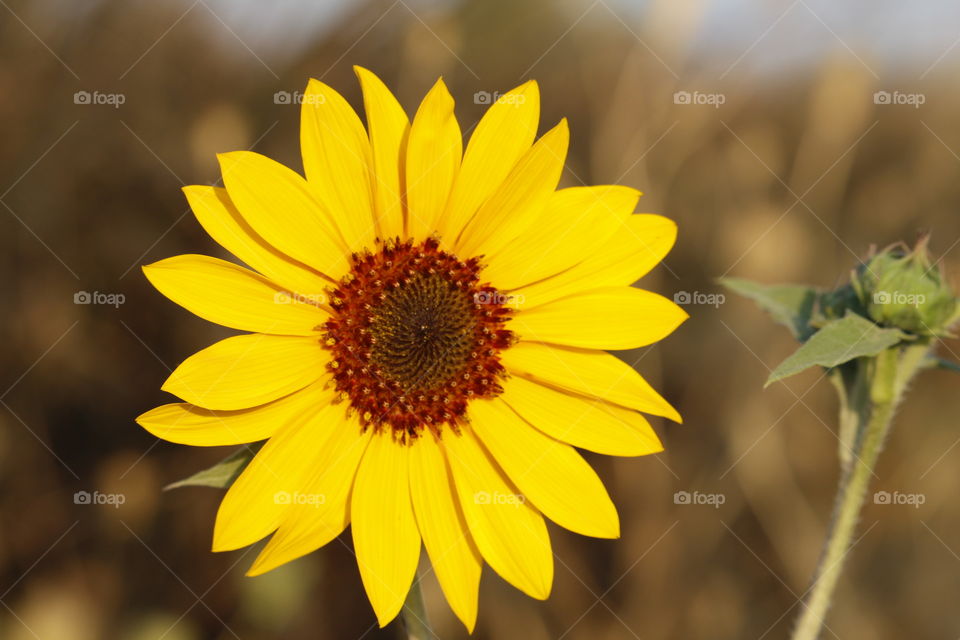 a beautiful yellow sunflower spreading its petals to soak up the early morning sun, at a bird sanctuary in the state's capital of Sacramento California.
