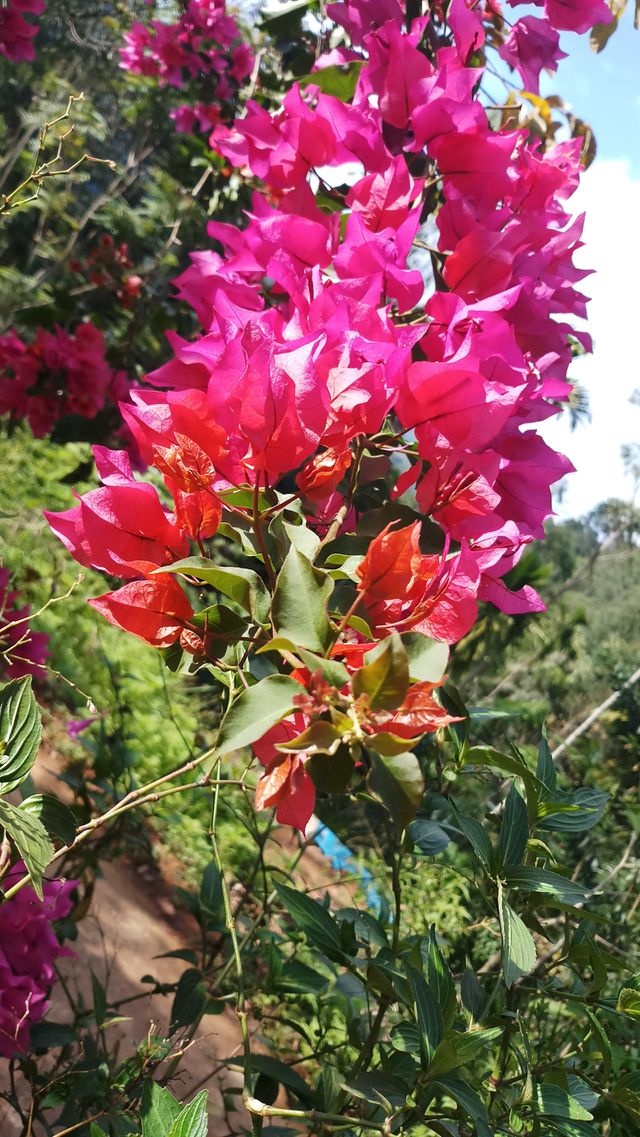 Flower