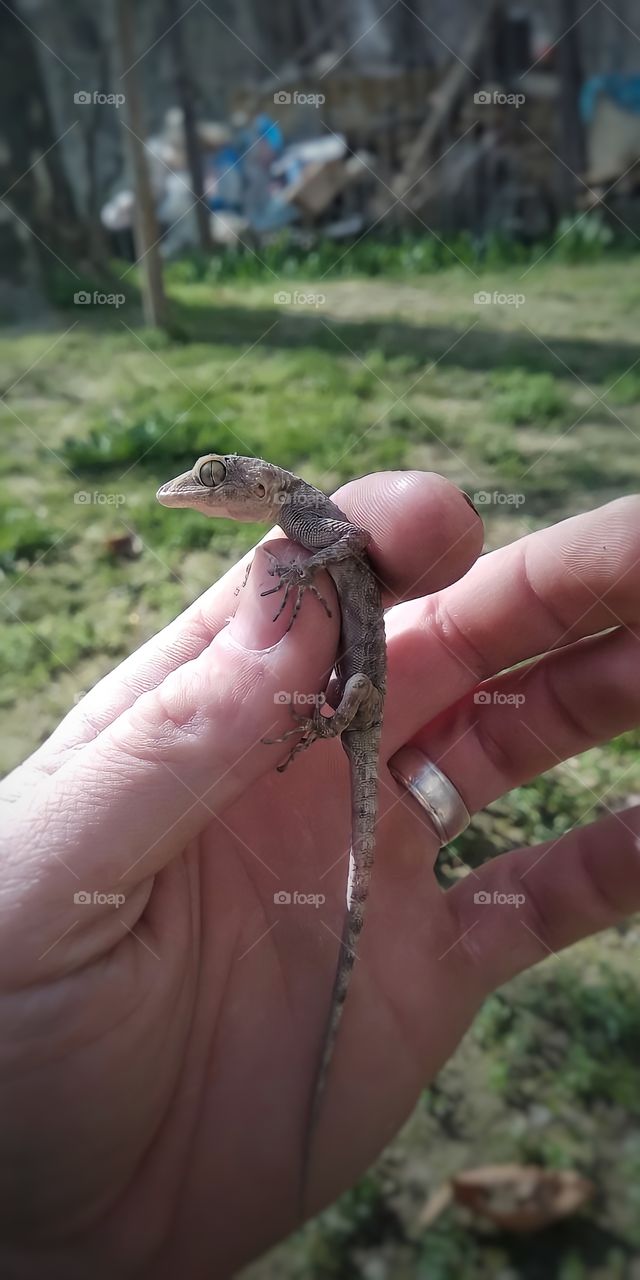 lizard gecko in central asia
