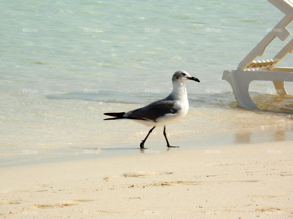 Tern Gull seagull on white sand beach next to beach chair in water 
